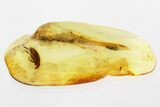 Detailed Fossil Comb-Clawed Beetle (Alleculinae) in Baltic Amber #346408-1